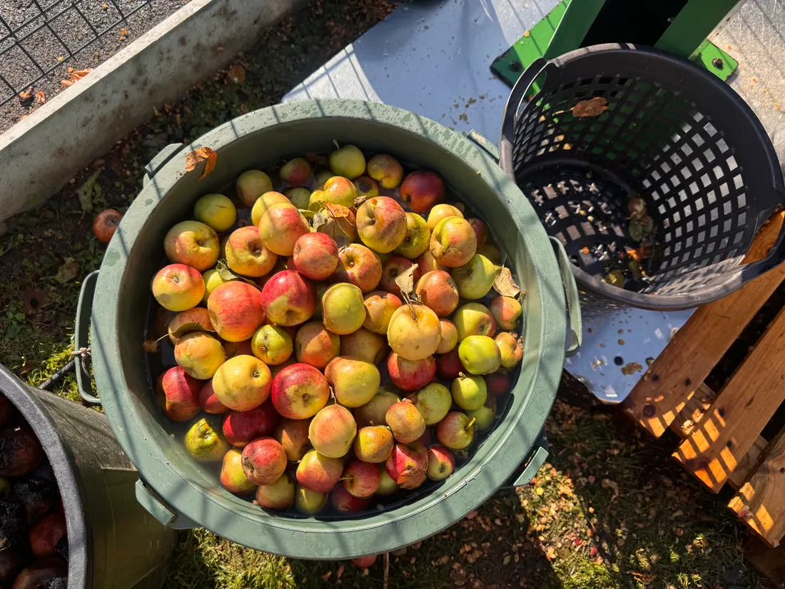 Des pommes beaucoup plus petites que d’habitude // © Pauline Manet – 2026
