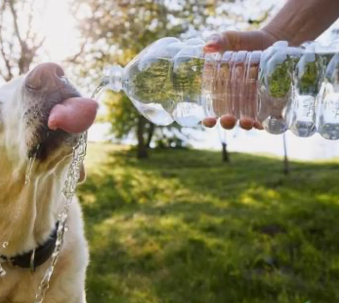 Les animaux souffrent aussi de la chaleur