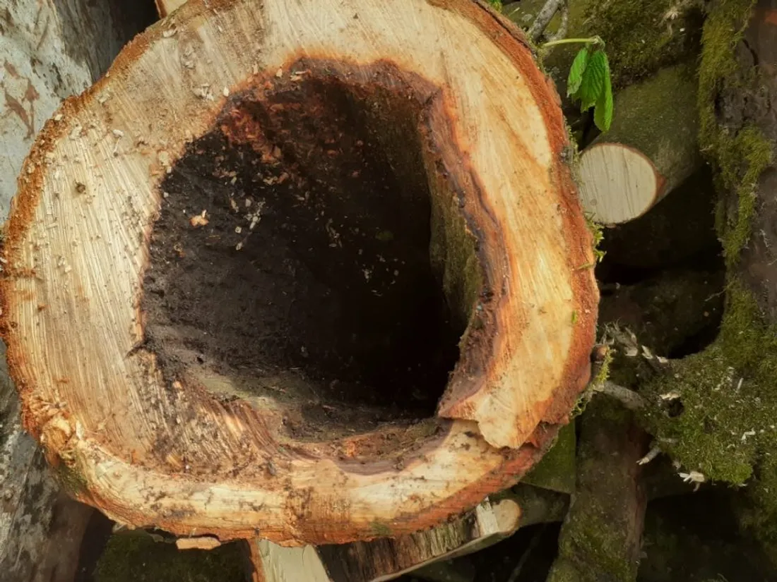 Wattignies La Victoire marronniers élagués