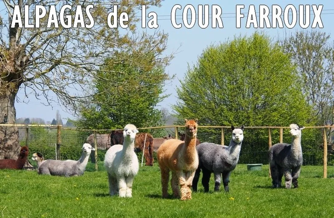 Alpagas