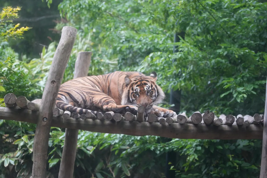 Zac, tigre zoo de Maubeuge