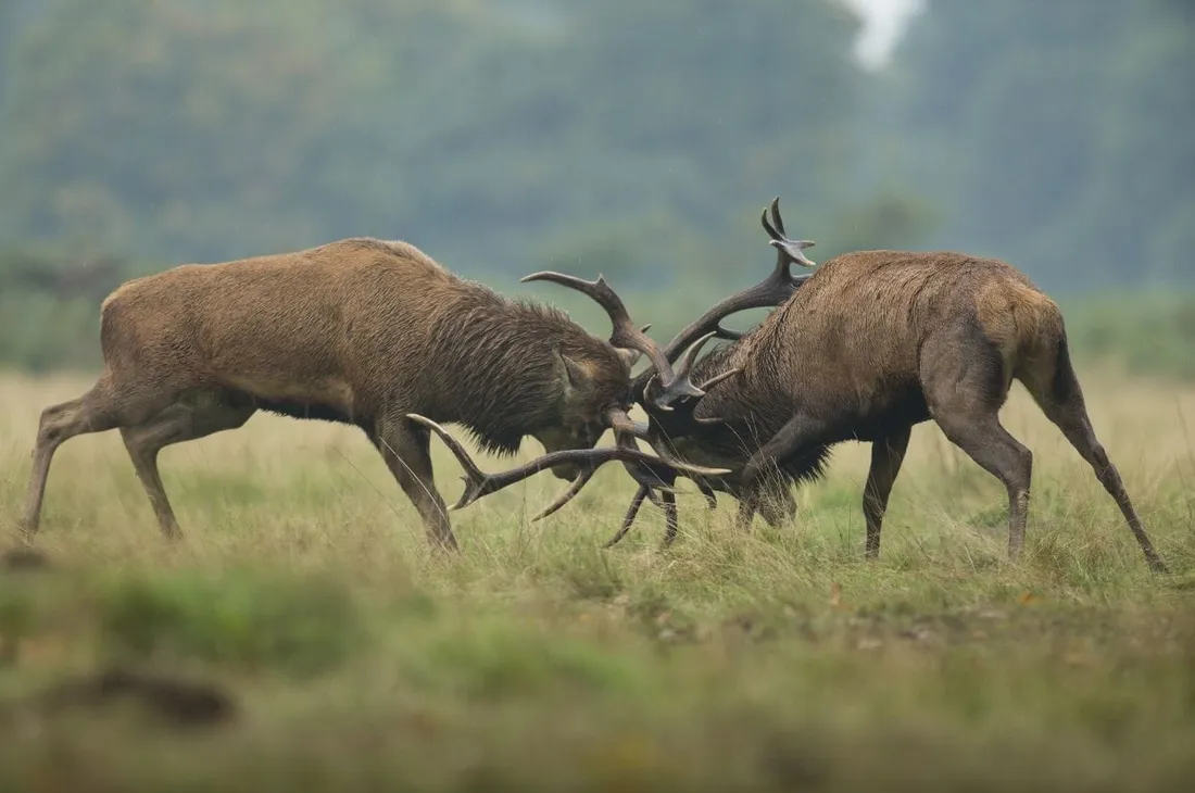 Observer les cerfs aux Grottes de Han