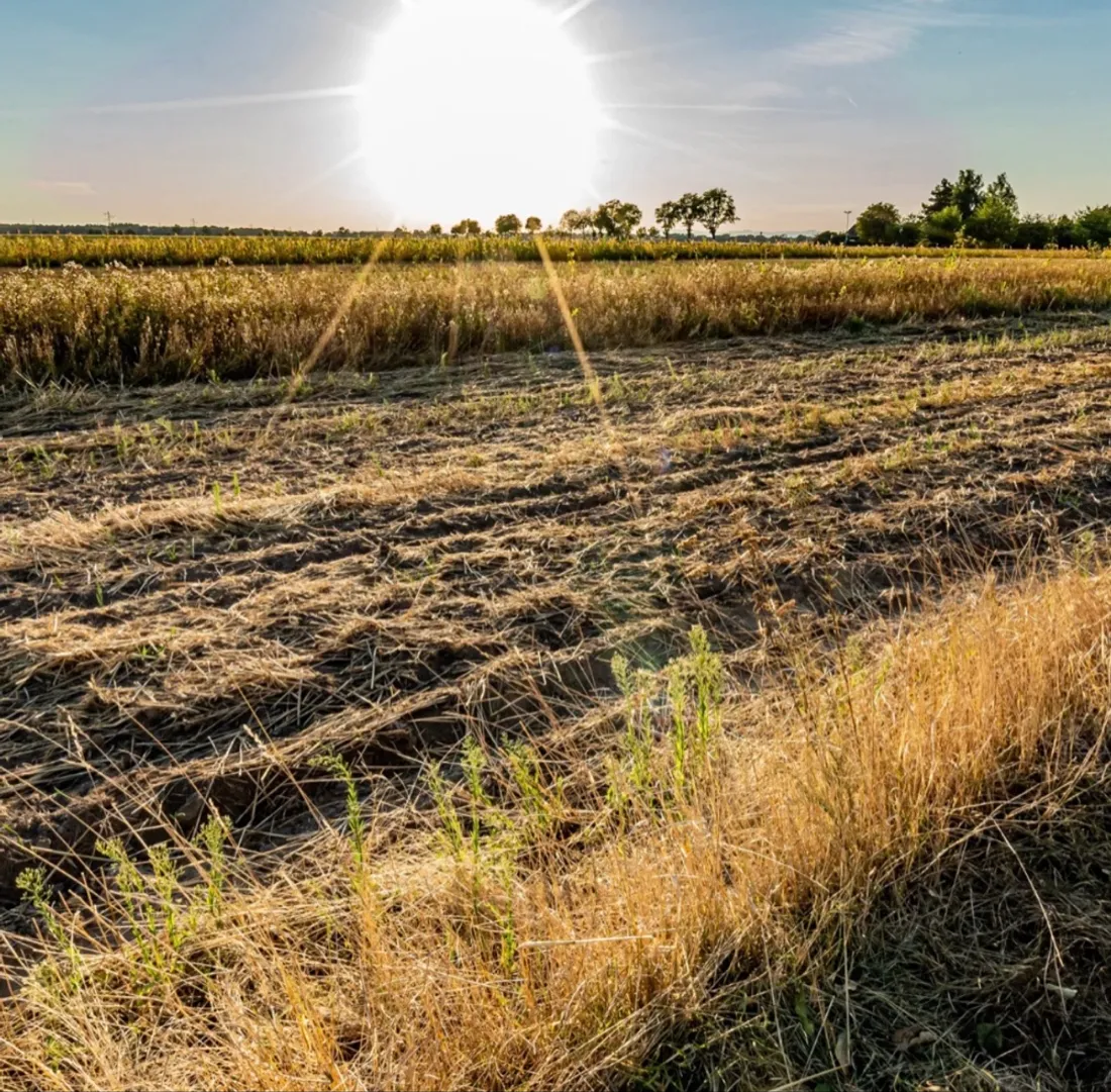 Chaleur et sécheresse en Sambre Avesnois Thiérache