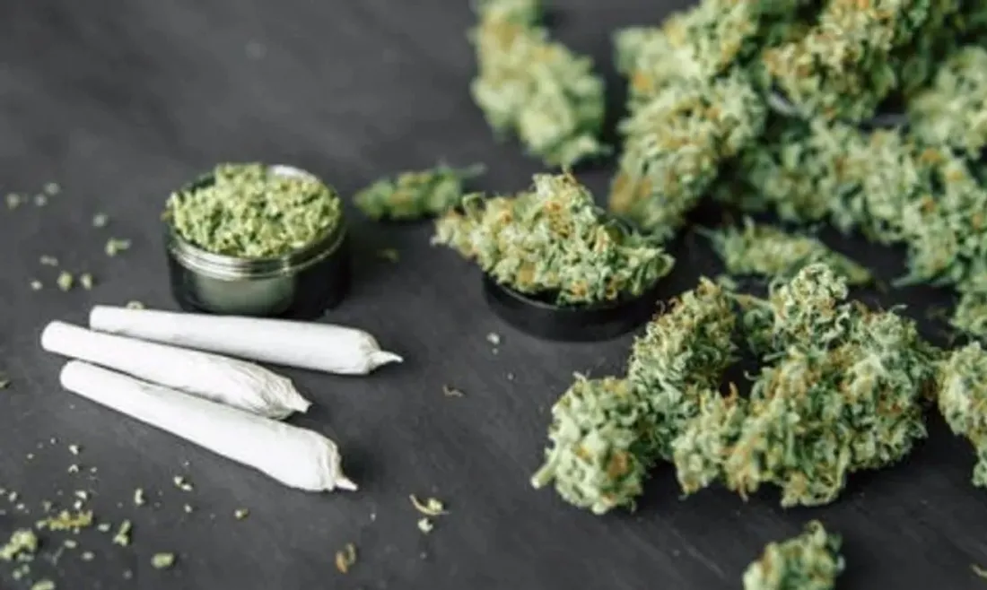 Du cannabis en herbe