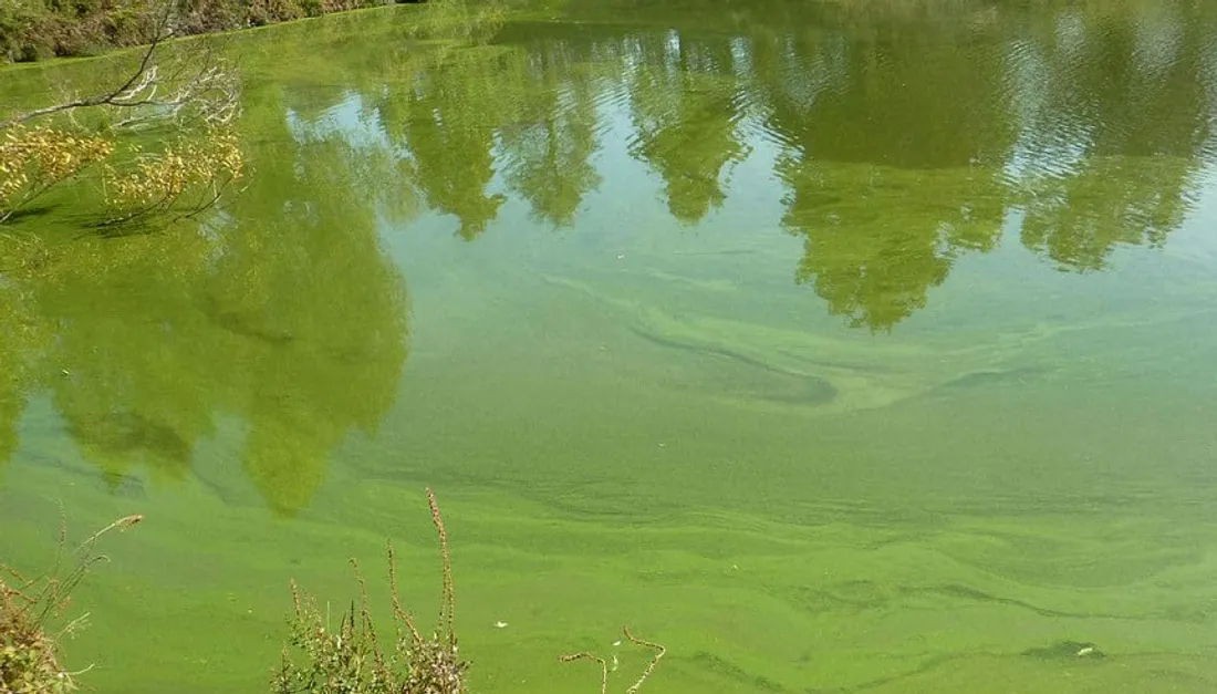 Photo d'illustration de cyanobactéries