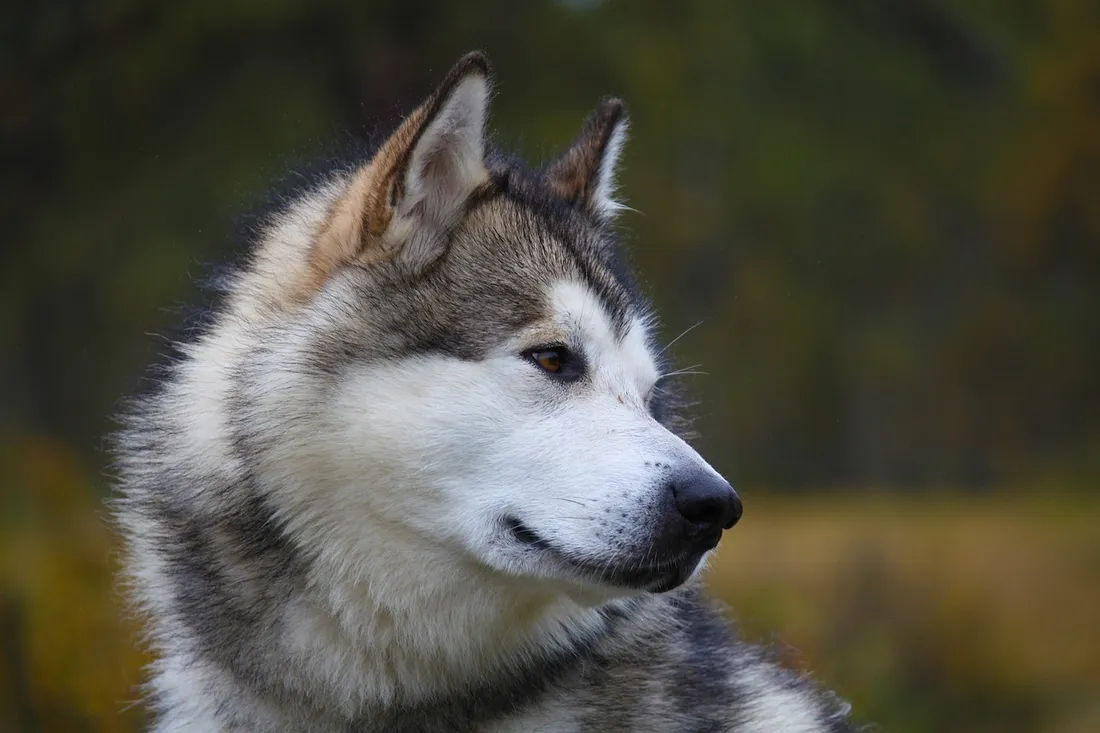 Malamute