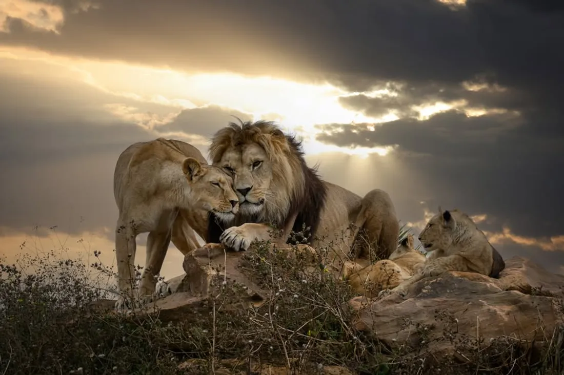 jeu bioparc 2026