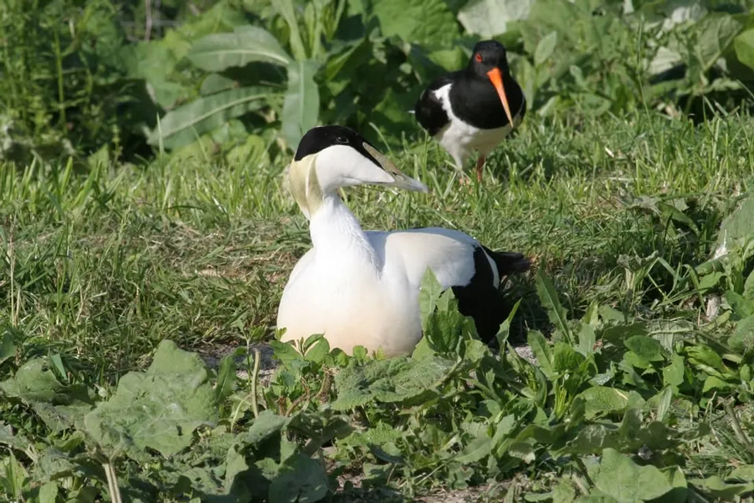 jeu oiseaux marais aout 2026
