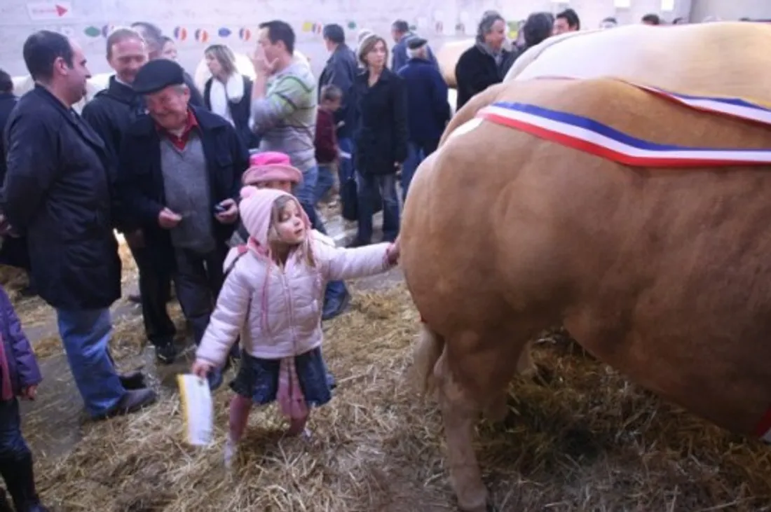 Le jury départagera samedi les éleveurs qui participent au concours d’animaux de boucherie.