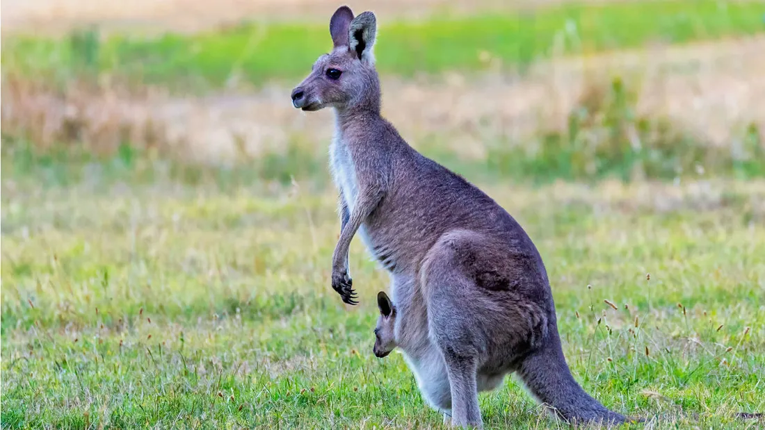 Wallaby (illustration)