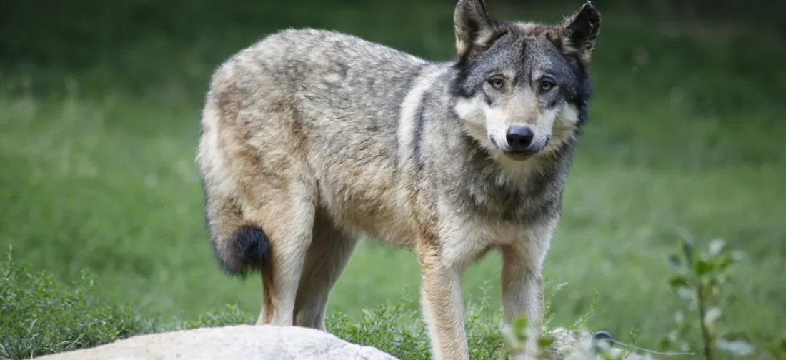Image d'illustration. Le loup a été formellement identifié en Gironde