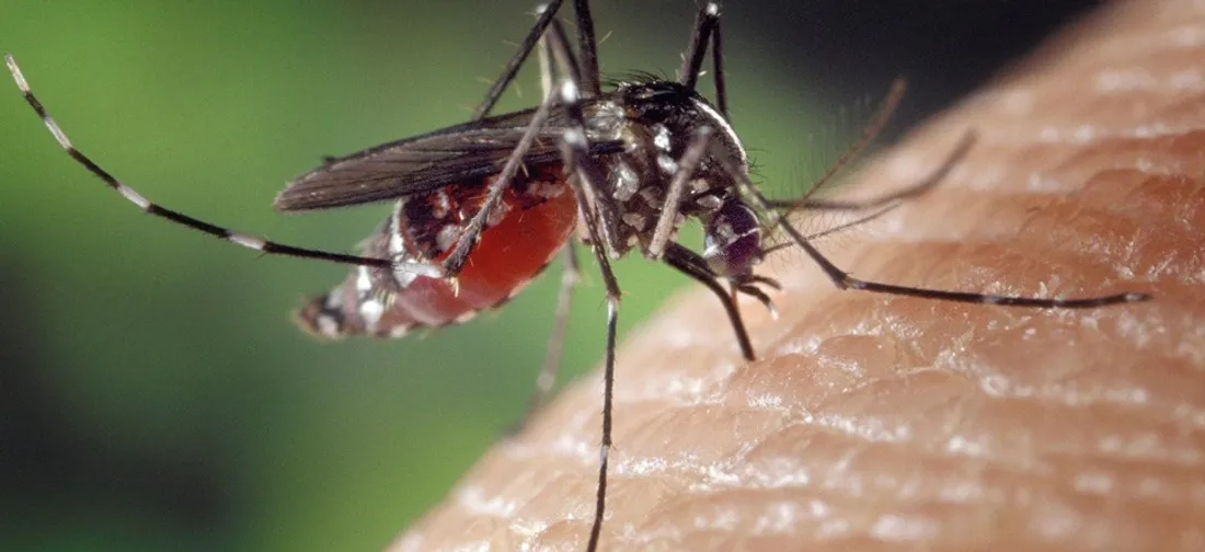 Le moustique tigre s'implante de plus en plus en France.