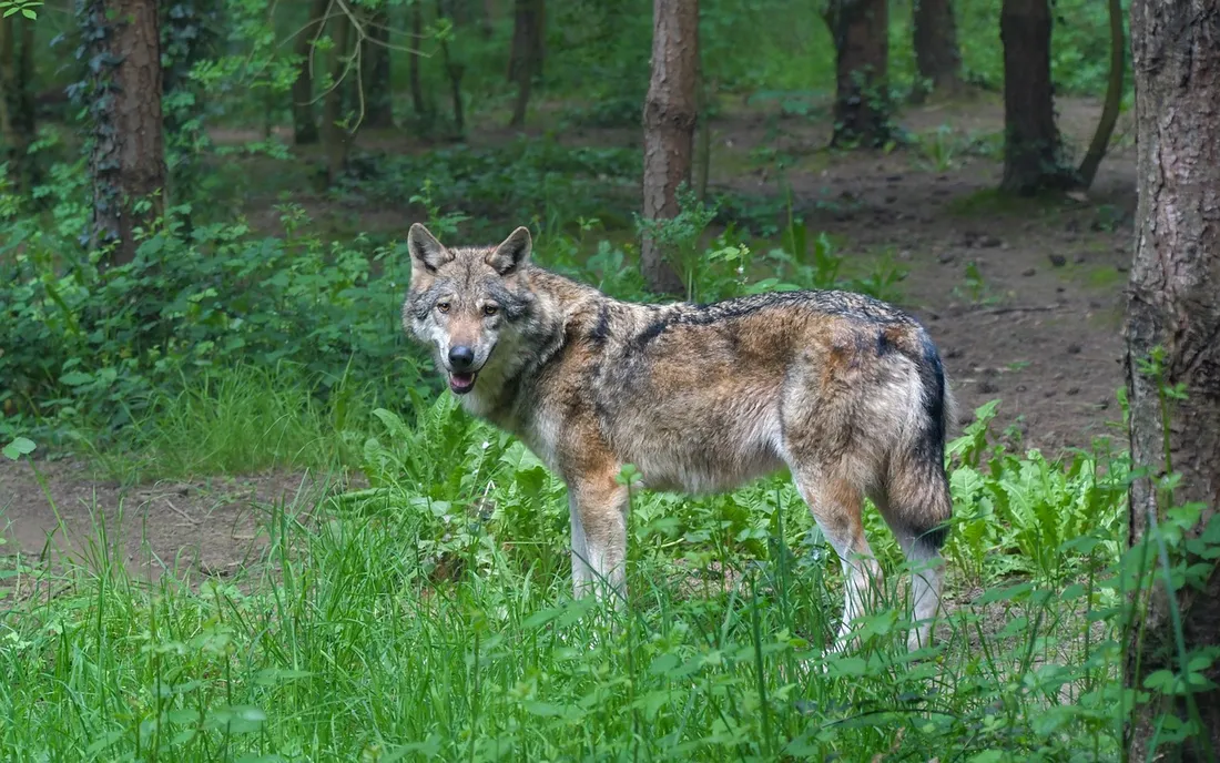 La présence du loup gris affirmée en Maine-et-Loire.