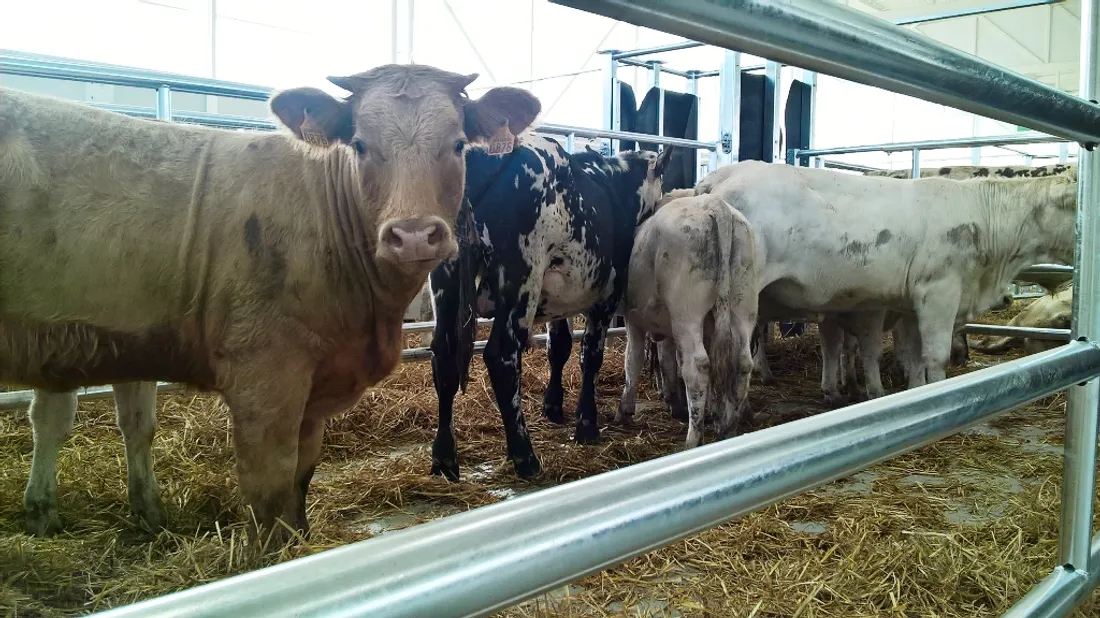 Une vingtaine de cas ont été confirmés en Maine-et-Loire pour la maladie hémorragiques épizootique.