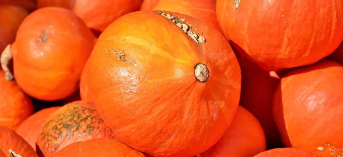 10 millions de tonnes de nourriture sont gaspillées chaque année en France.