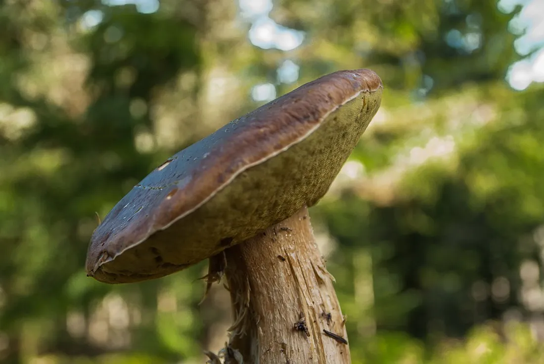 Un champignon. Photo d'illustration