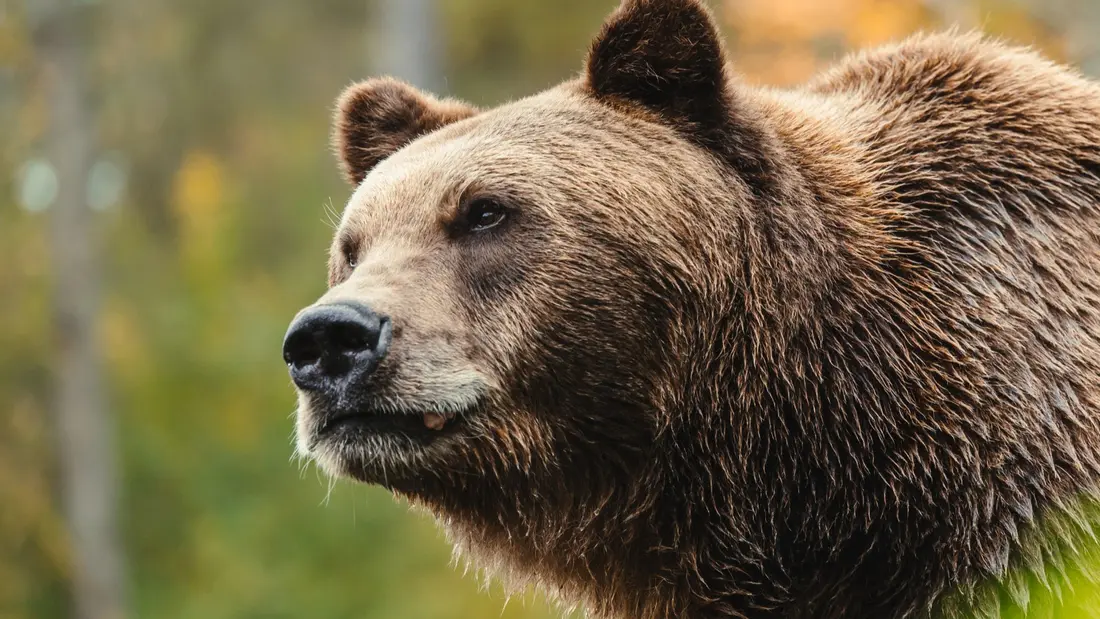 Gagnez vos entrées pour les grottes de Han !