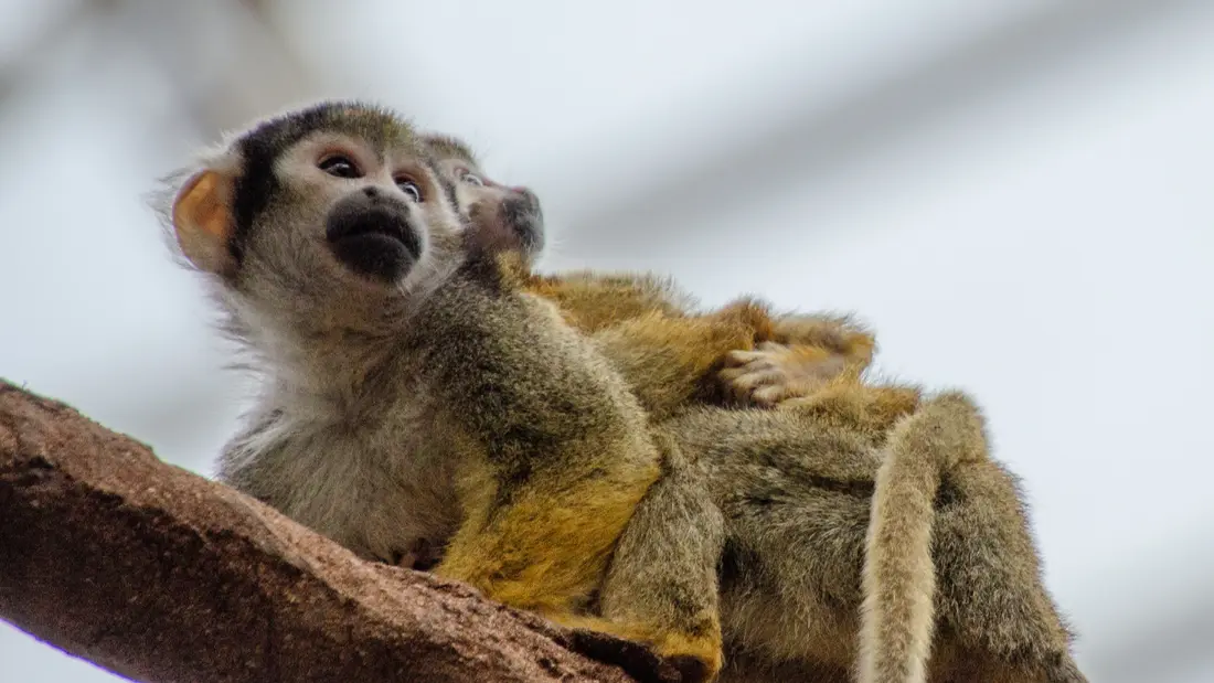 GAGNEZ VOS ENTREES AU PARC PAIRI DAIZA !