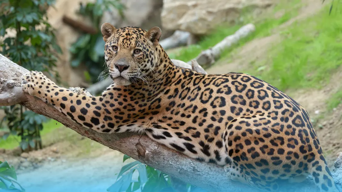 GAGNEZ VOS ENTRÉES POUR TOUTE LA FAMILLE À PAIRI DAIZA !