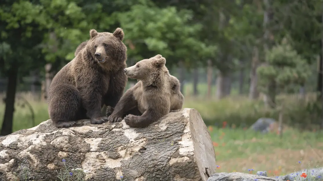 Gagnez vos entrées pour les grottes de Han !