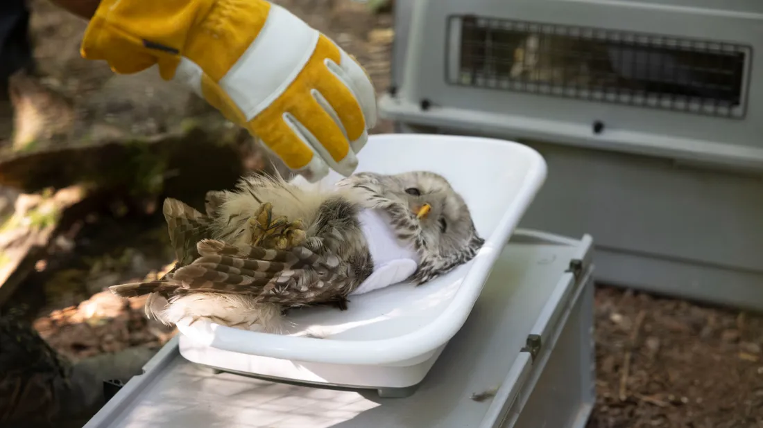 Le Parc de Sainte-Croix réintroduit 24 chouettes de l'Oural en...