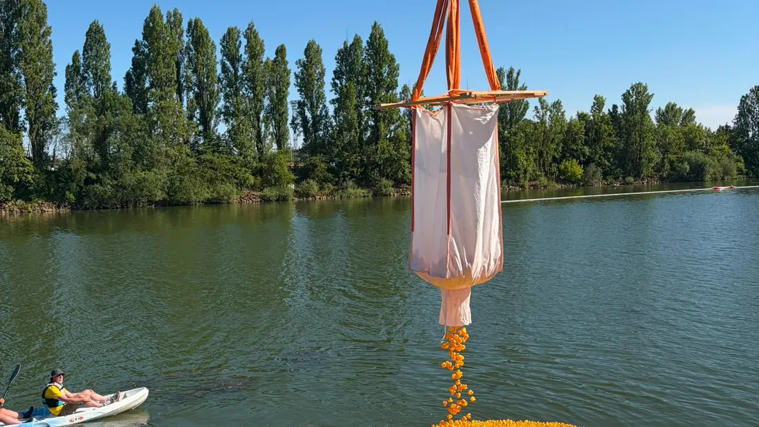 Thionville : une course de canards sur la Moselle 