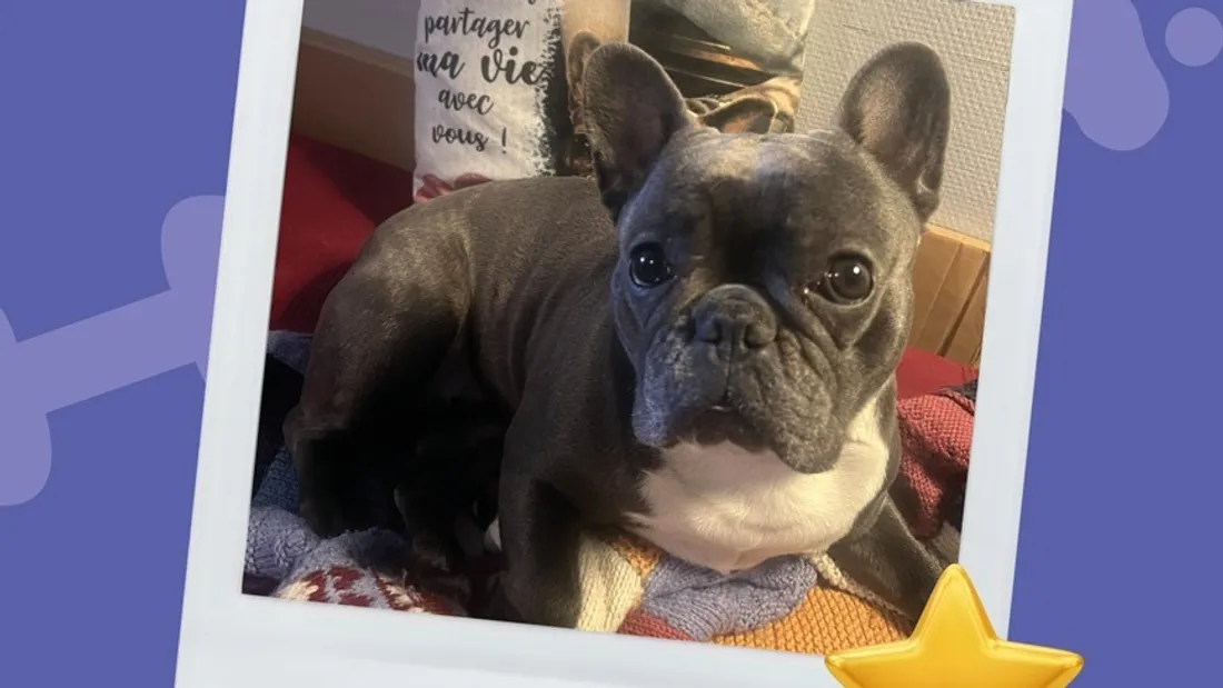 Et si votre chien devenait "la star de Thionville" ?