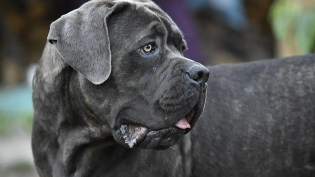 Un touriste attaqué et gravement mordu par des Cane Corso 