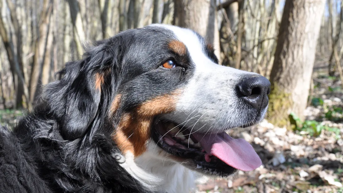 Vosges : tout est bien qui fini bien pour un chien disparu depuis...