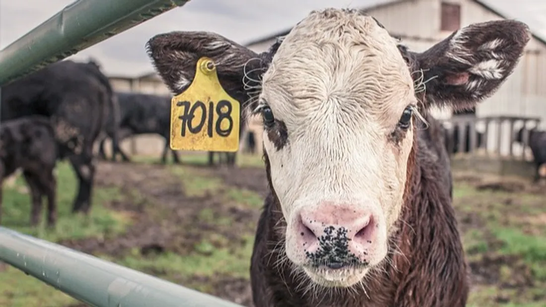 Une centaine d'animaux saisis dans une ferme de Meurthe et Moselle