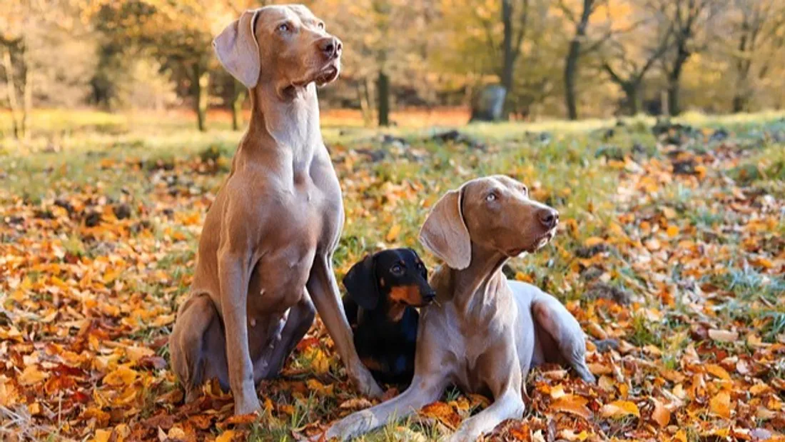Un événement 100% dédié aux chiens, arrive à Metz !