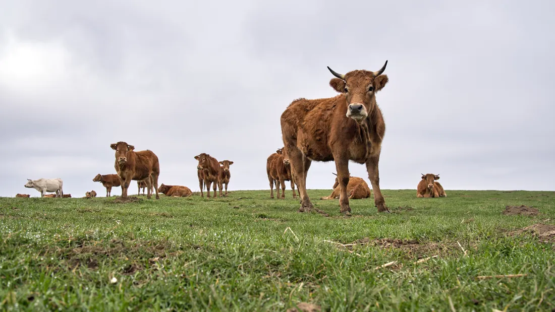 Dermatose nodulaire : la ministre de l’Agriculture attendue en...