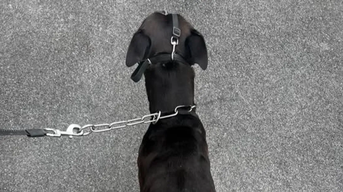 Ardennes - Un chien victime de maltraitance secouru par la police...