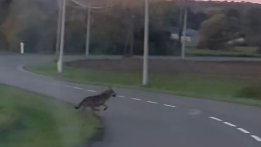 Un loup aperçu près d’un village ardennais par un automobiliste