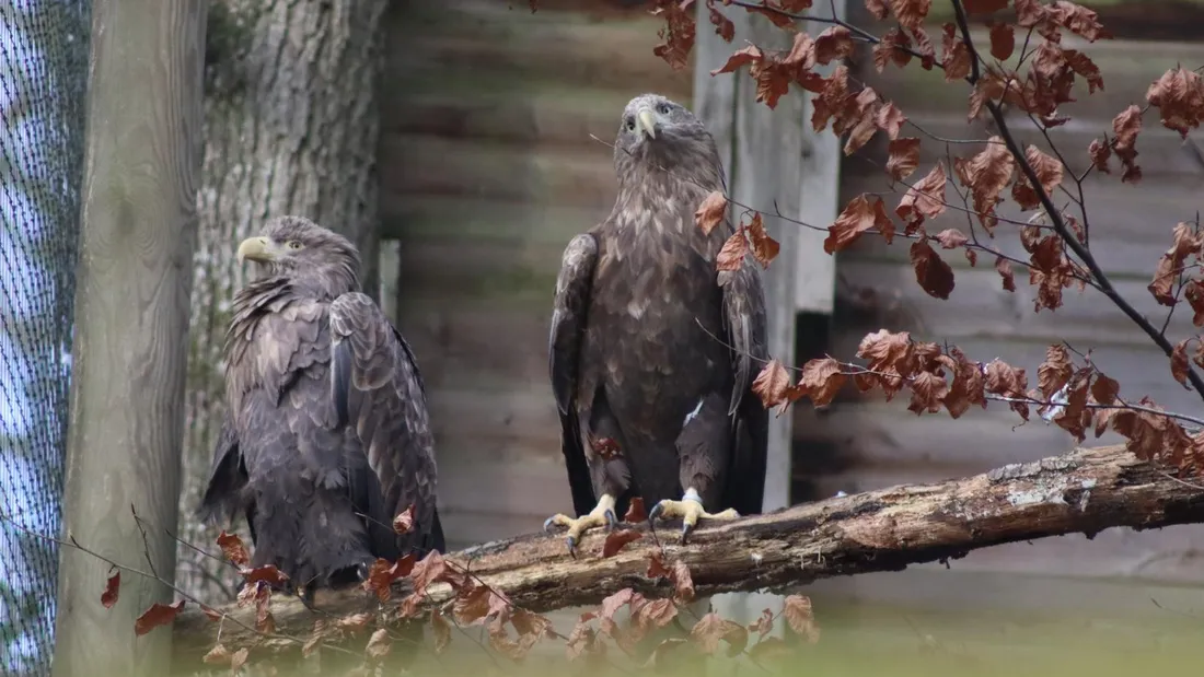 Aigles, loups...Le Parc Argonne Découverte rouvre ses portes ce samedi