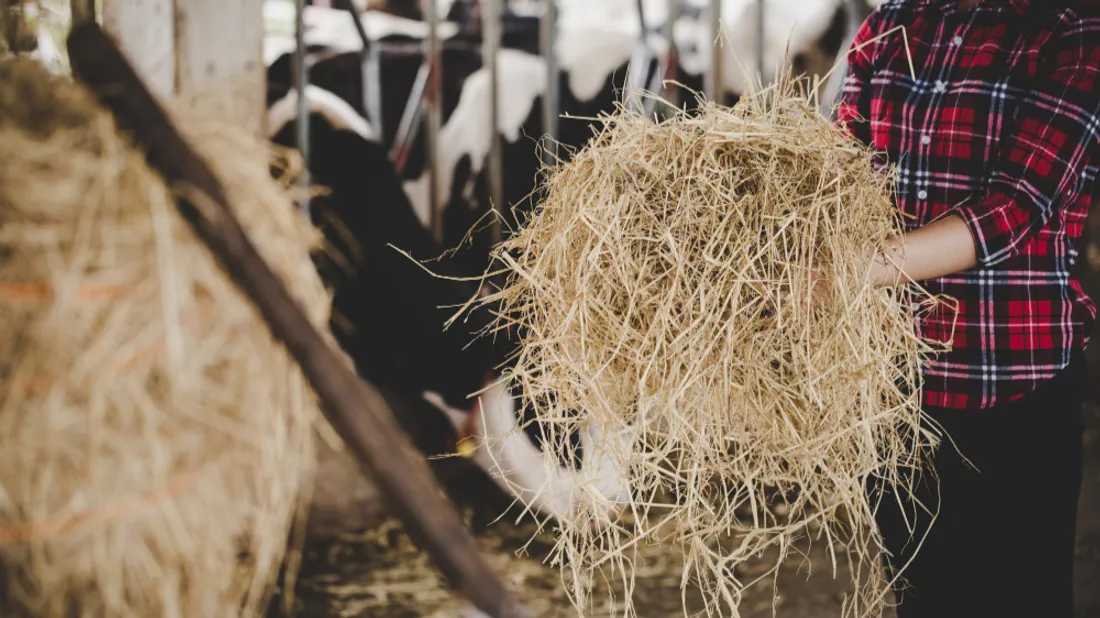 Ouverture de la plus grande ferme de France