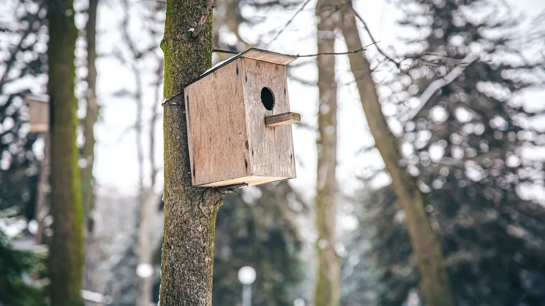 Déposez un nichoir dans ce parc animalier