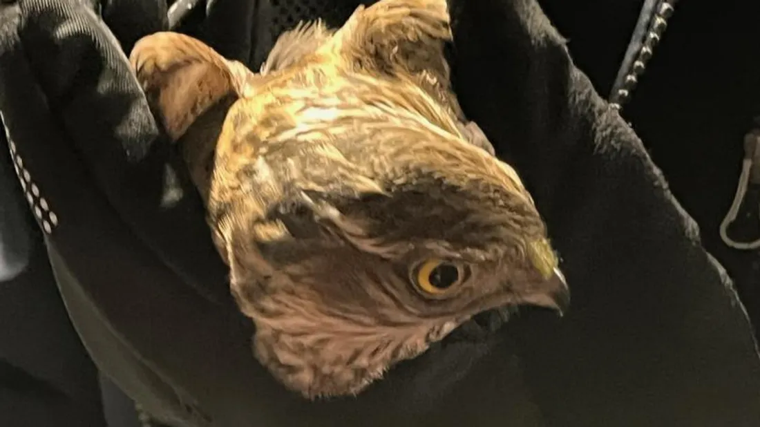 Un épervier sauvé par un hôtelier restaurateur ardennais