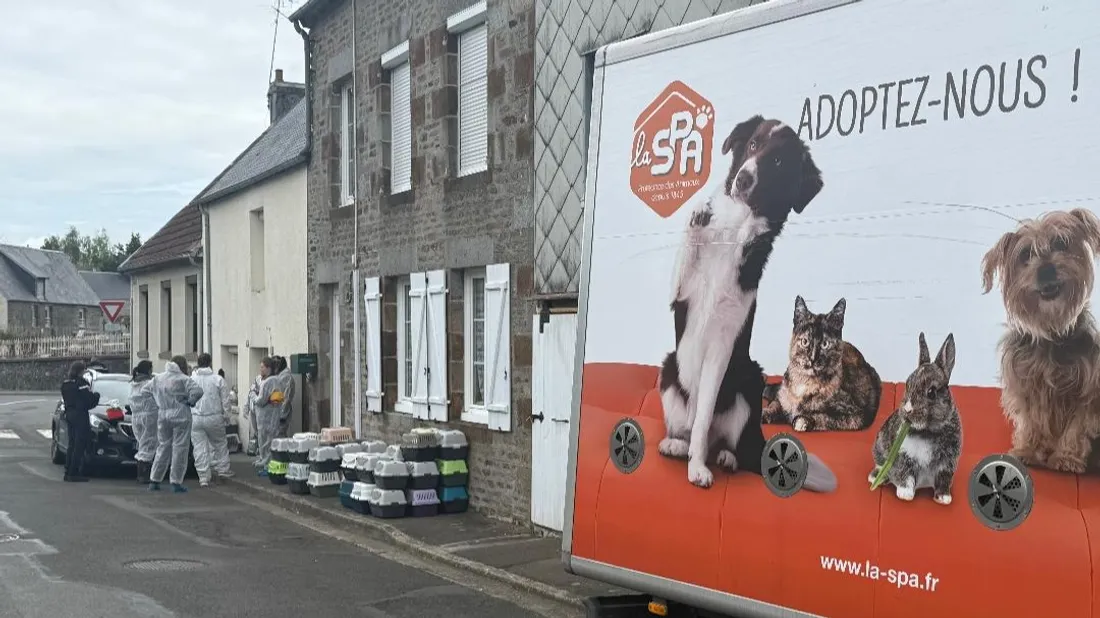 Une soixantaine de chats retrouvés au domicile d'une Viroise 