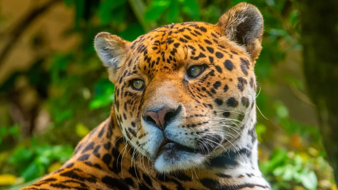 Zoo d’Amnéville : un jaguar vient d’arriver en Lorraine