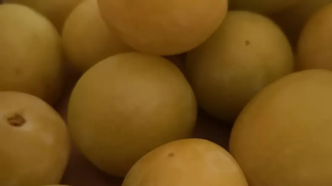 Mirabelles : une récolte prometteuse en Lorraine