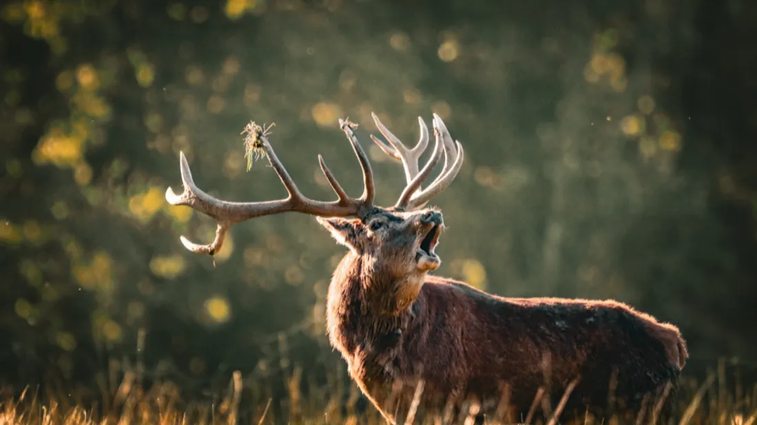 Parc Animalier de Sainte-Croix : le brame du cerf se prépare 