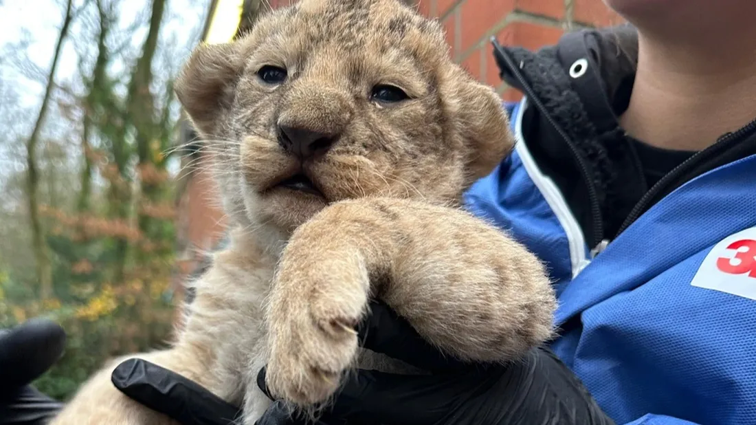Deux bébés lions viennent de naître à Bellewaerdre