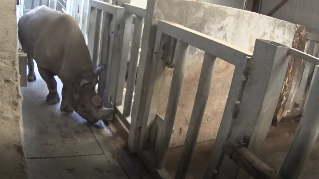 Doué-en-Anjou. "Les naissances en captivité se comptent sur les...