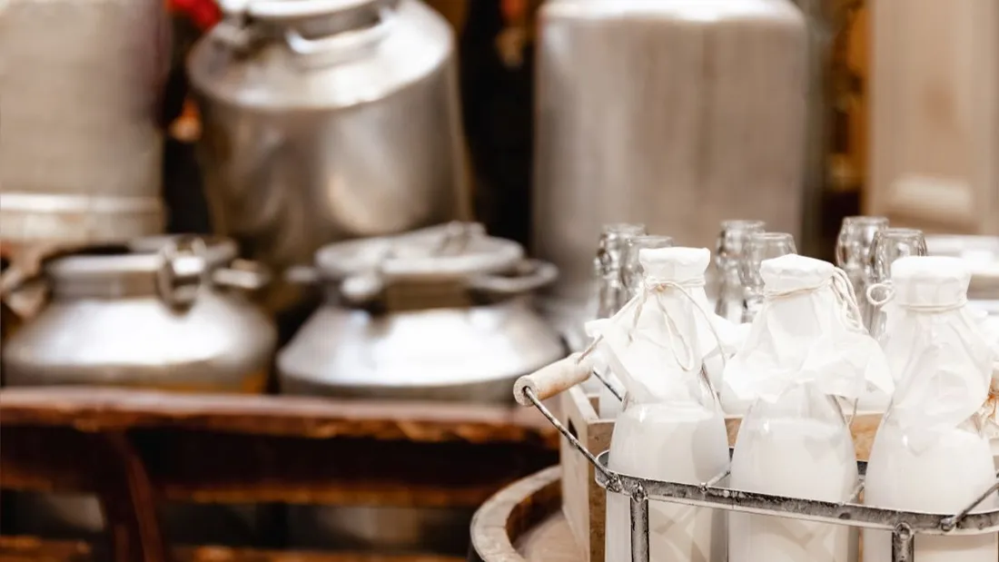 Vern d'Anjou. Faute de collecte, une éleveuse donne gratuitement le...