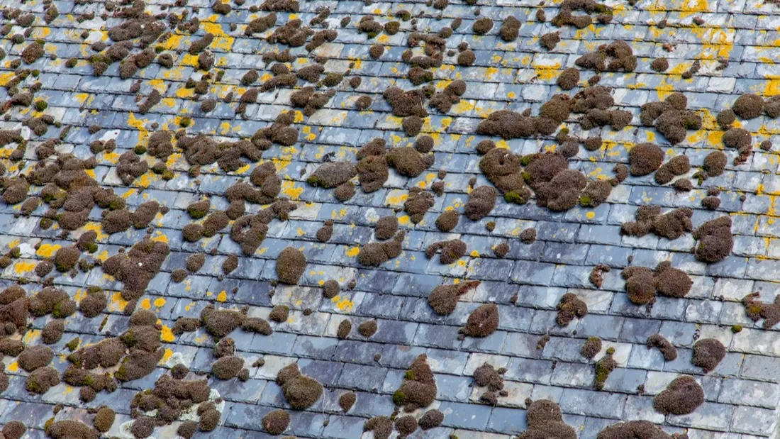 Démoussage de toiture : C'est le moment ! Avec Les Couvreurs Ségréens