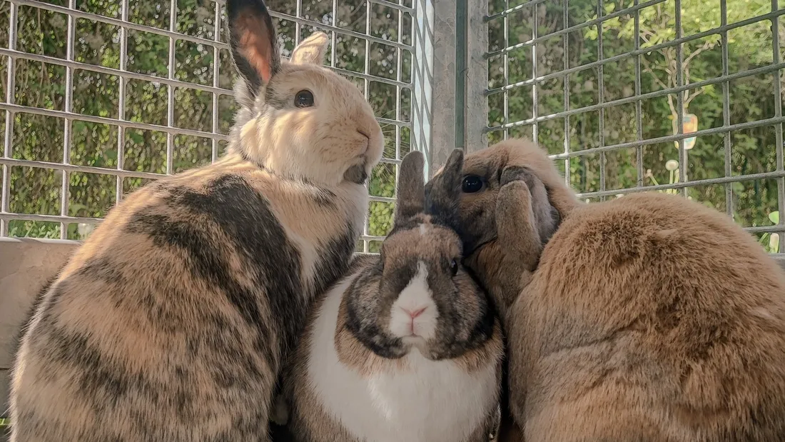 Une famille de lapins à adopter à la SPA de Strasbourg