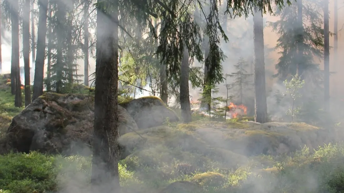 Le risque d'incendies à un niveau maximal en Alsace