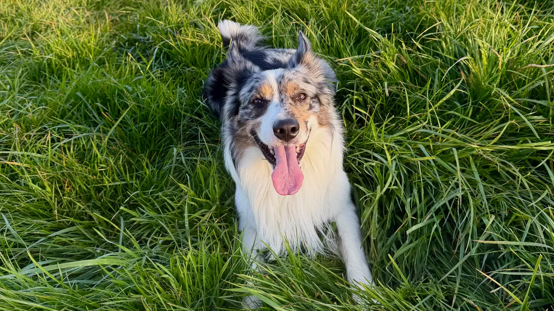 Où emmener son chien cet été en Alsace ? 