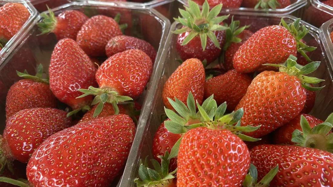 Où cueillir des fraises en Alsace ?